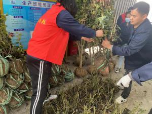 擁抱春天，播種綠色丨中原奧起黨支部開(kāi)展植樹節(jié)活動(dòng)